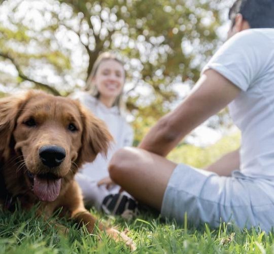 a dog is sitting on the grass with people around it at The The Huxley