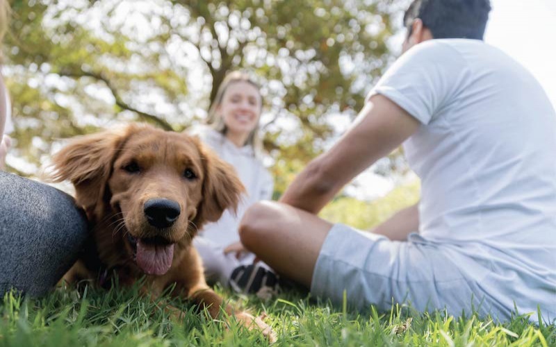 a dog is sitting on the grass with people around it at The The Huxley